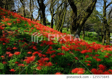 盛開著紅花的山坡[相模原市津久井 10月] 125573845