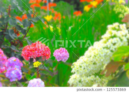 Colorful hydrangea flowers in various colors Colorful hydrangea flowers in various colors 125573869