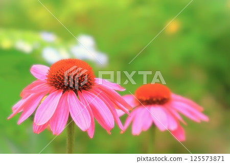 美麗的粉紅色紫錐菊變種。 美麗的粉紅色紫錐菊變種。 125573871