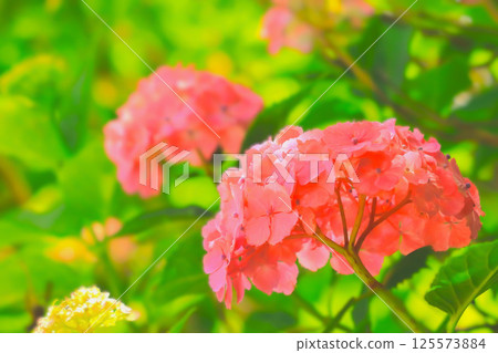 燦爛的紅色繡球花 燦爛的紅色繡球花 125573884