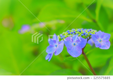 燦爛的藍色繡球花 125573885