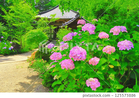 鮮豔的粉紅色繡球花裝飾步道 125573886