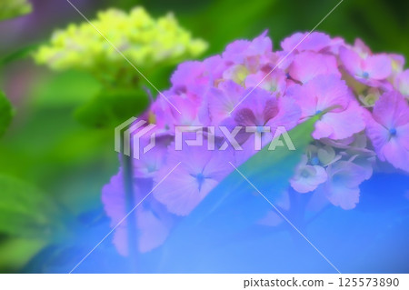 清新的藍紫色繡球花 125573890