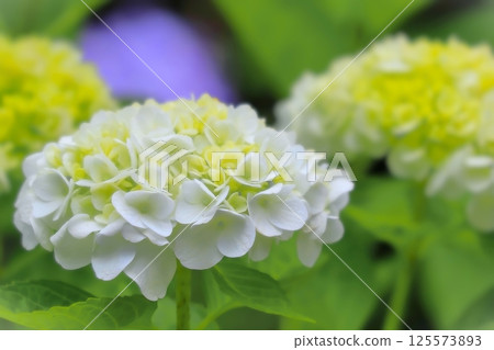 Refreshing white and yellow hydrangea flowers 125573893