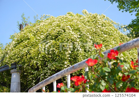 Banksweet roses through red roses Banksweet roses through red roses 125574104