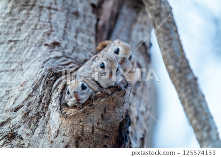 Three Siberian flying squirrels sitting in front of their burrow 125574131