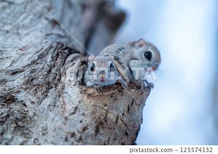 Two Siberian flying squirrels sitting in front of their burrow 125574132