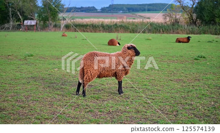 Sheep grazing in the field. Concept for animals and agriculture. 125574139