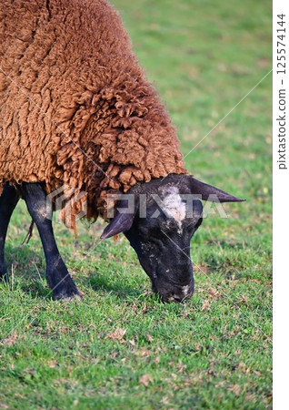 Sheep grazing in the field. Concept for animals and agriculture. Sheep grazing in the field. Concept for animals and agriculture. 125574144