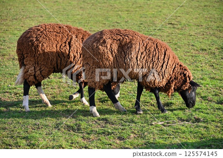 Sheep grazing in the field. Concept for animals and agriculture. Sheep grazing in the field. Concept for animals and agriculture. 125574145