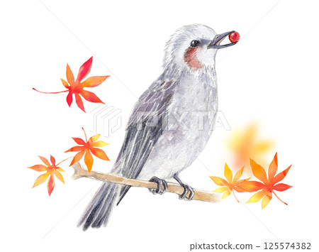Watercolor illustration: Autumn image: Brown-eared bulbul and autumn leaves 125574382