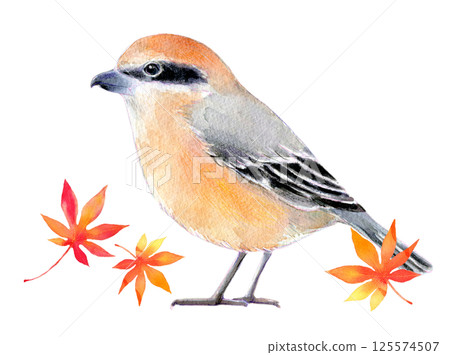 Watercolor illustration: Autumn image: Shrike and maple leaves 125574507