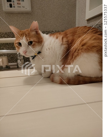 Brown and white cat sitting on the bathtub lid 125575337