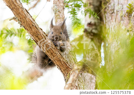 Ezoris在樹上吃核桃 125575378