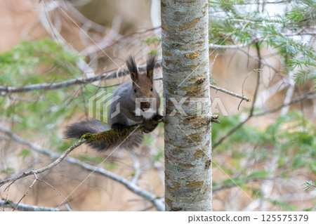 Squirrel sitting on a tree branch 125575379