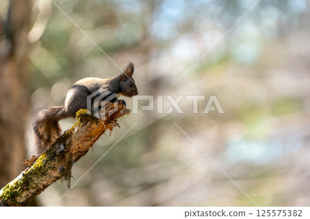 A Hokkaido squirrel climbing a fallen tree 125575382