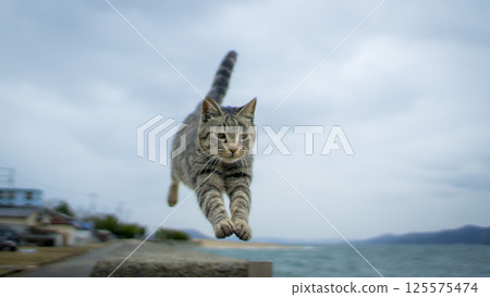 Cat jumping on the beach 125575474