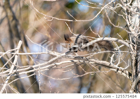 松鼠棲息在樹上 125575484
