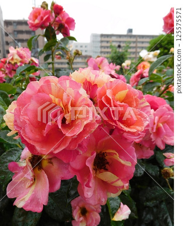 Two-tone rose 125575571