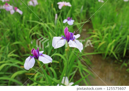 初夏神社裡的鳶尾花盛開 125575607