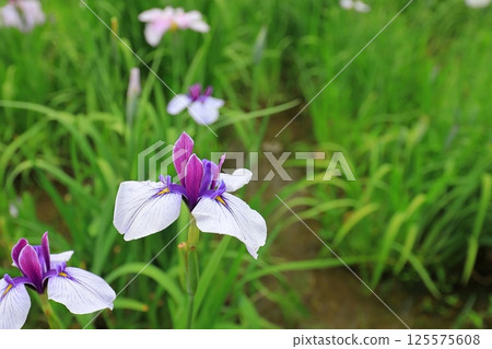 初夏神社裡的鳶尾花盛開 125575608