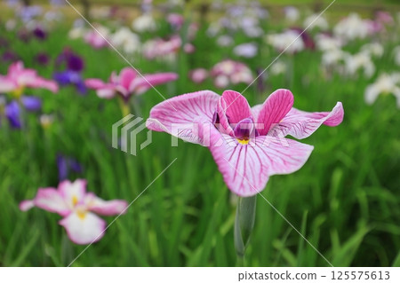 Iris flowers blooming at a shrine in early summer 125575613