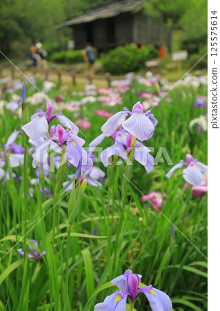 Iris flowers blooming at a shrine in early summer Iris flowers blooming at a shrine in early summer 125575614