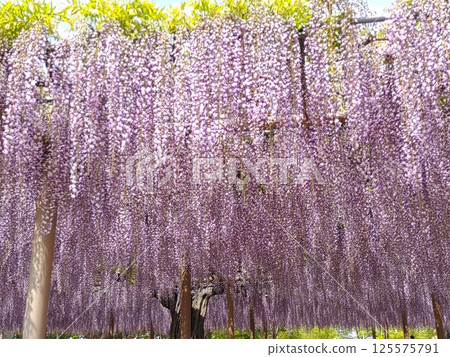 2025年2月盛開紫藤節 39 125575791