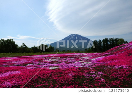 盛開的芝櫻之丘和羊蹄山 盛開的芝櫻之丘和羊蹄山 125575940