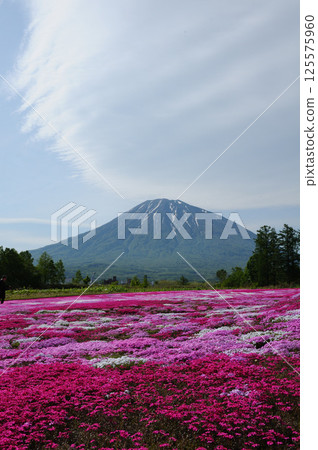 一片石竹花和羊蹄山 125575960