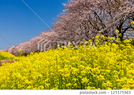 埼玉縣比企郡吉見町飯島新田的櫻花堤公園，藍天白雲下，櫻花樹和油菜花田的景色 125575983