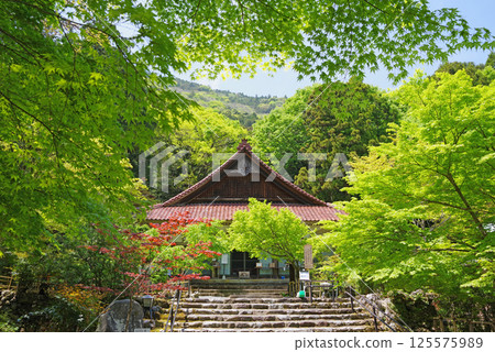 勝法寺的新綠(三重縣伊鍋市) 勝法寺的新綠(三重縣伊鍋市) 125575989