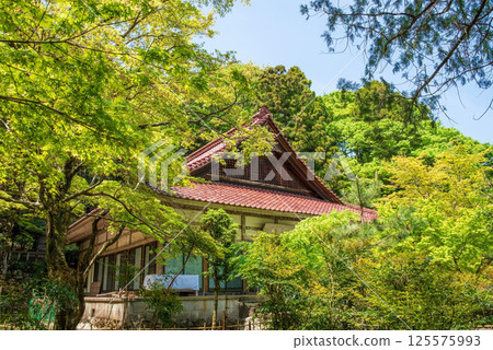 Fresh greenery at Shohoji Temple (Inabe City, Mie Prefecture) 125575993