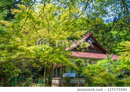 勝法寺的新綠（三重縣伊鍋市） 125575994