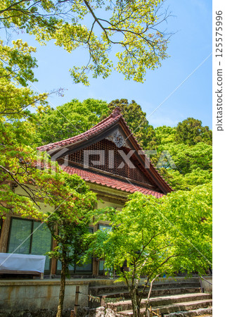 Fresh greenery at Shohoji Temple (Inabe City, Mie Prefecture) 125575996