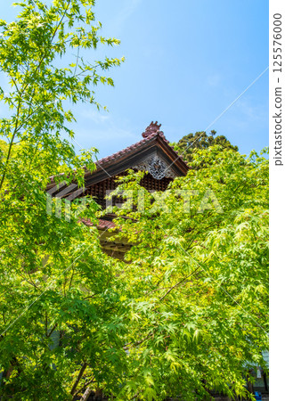 勝法寺的新綠(三重縣伊鍋市) 勝法寺的新綠(三重縣伊鍋市) 125576000