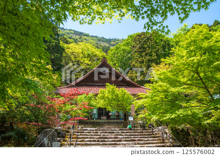 Fresh greenery at Shohoji Temple (Inabe City, Mie Prefecture) 125576002