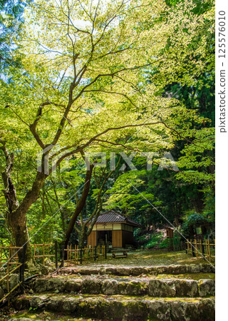 勝法寺的新綠（三重縣伊鍋市） 125576010