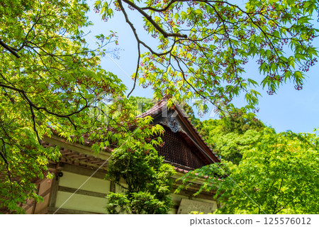 Fresh greenery at Shohoji Temple (Inabe City, Mie Prefecture) Fresh greenery at Shohoji Temple (Inabe City, Mie Prefecture) 125576012