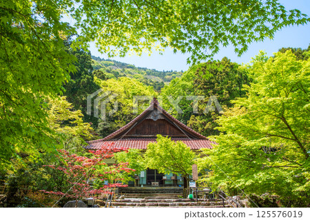 Fresh greenery at Shohoji Temple (Inabe City, Mie Prefecture) 125576019