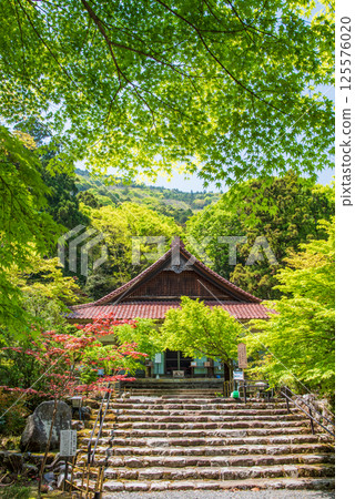 Fresh greenery at Shohoji Temple (Inabe City, Mie Prefecture) 125576020
