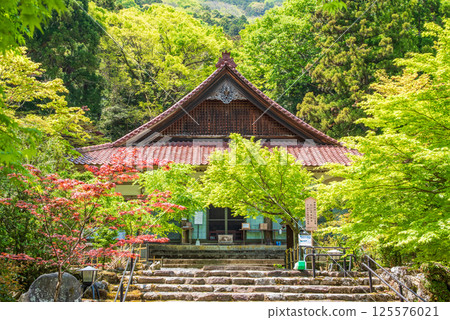 Fresh greenery at Shohoji Temple (Inabe City, Mie Prefecture) 125576021