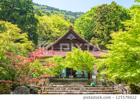 Fresh greenery at Shohoji Temple (Inabe City, Mie Prefecture) 125576022