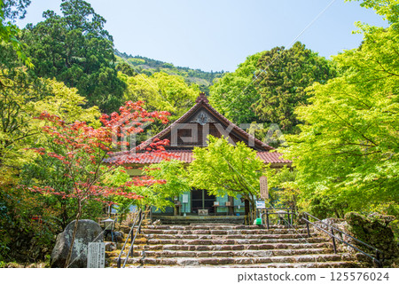 Fresh greenery at Shohoji Temple (Inabe City, Mie Prefecture) 125576024