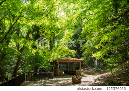 Fresh greenery at Shohoji Temple (Inabe City, Mie Prefecture) 125576033