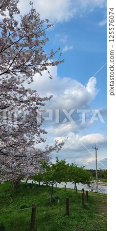 Scenery with cherry blossoms Scenery with cherry blossoms 125576074