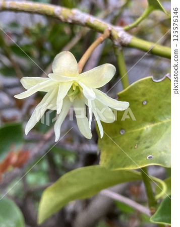 Fragrant 125576146