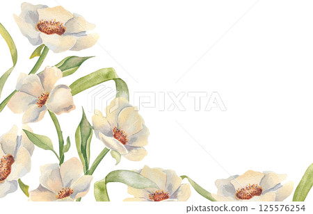 Neutral peony floral border watercolor hand drawn isolated on white. Blooms soft beige tones and delicate foliage drawing for botanical invitations, wedding layouts, spring and summer design. 125576254