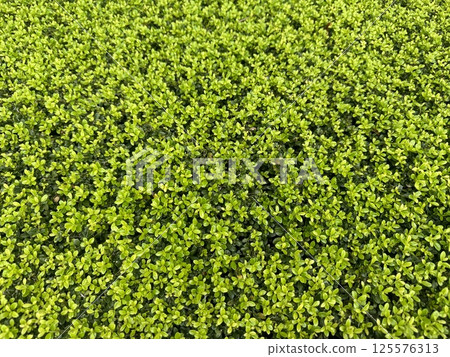 The plant, small fresh green leaves spreading all over the place The plant, small fresh green leaves spreading all over the place 125576313