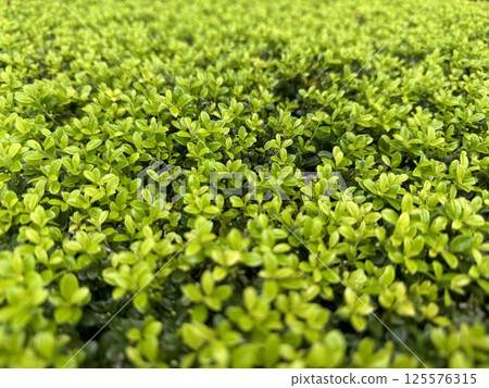 The plant, small fresh green leaves spreading all over the place The plant, small fresh green leaves spreading all over the place 125576315